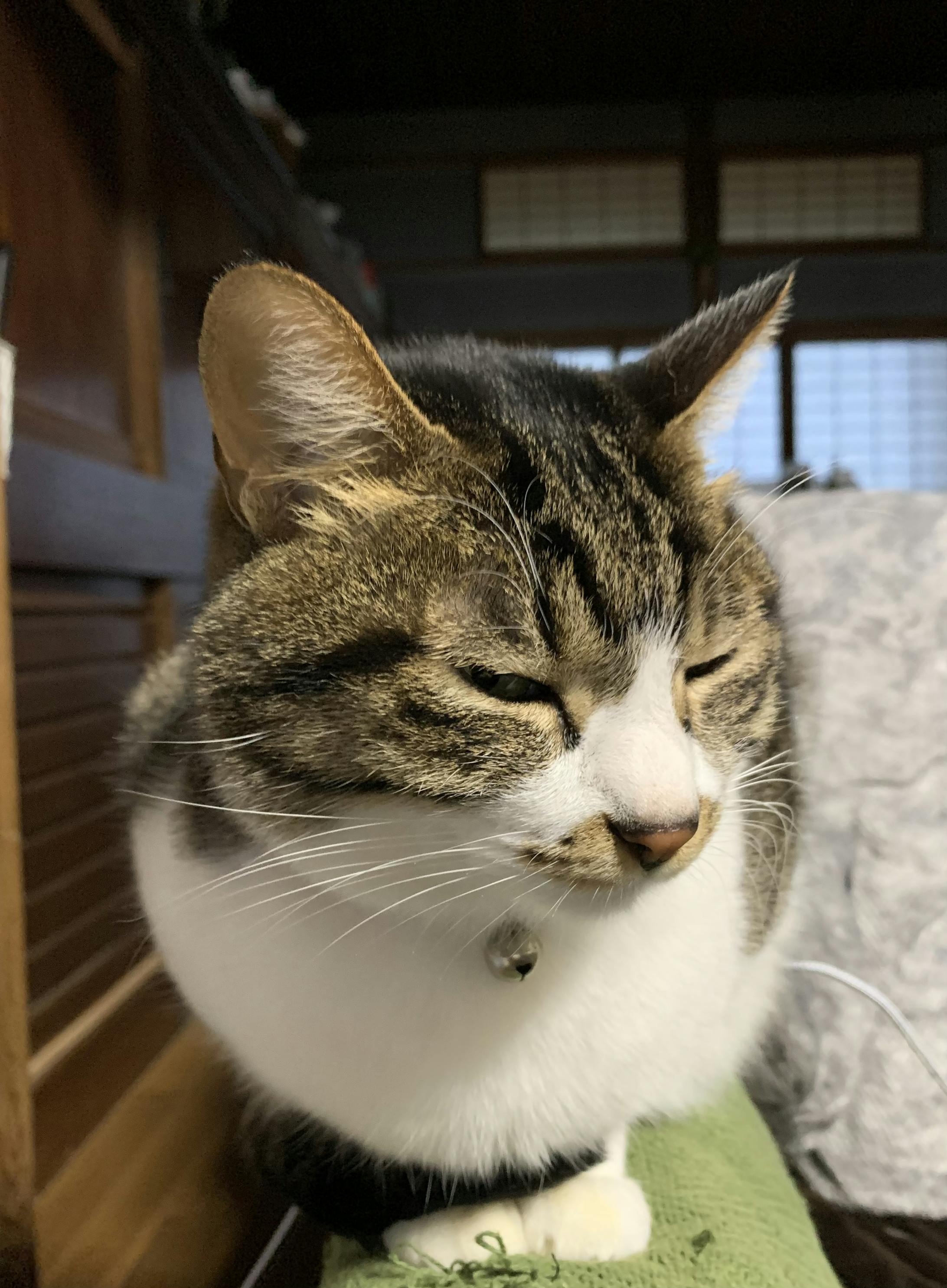 先輩猫　ナツメ