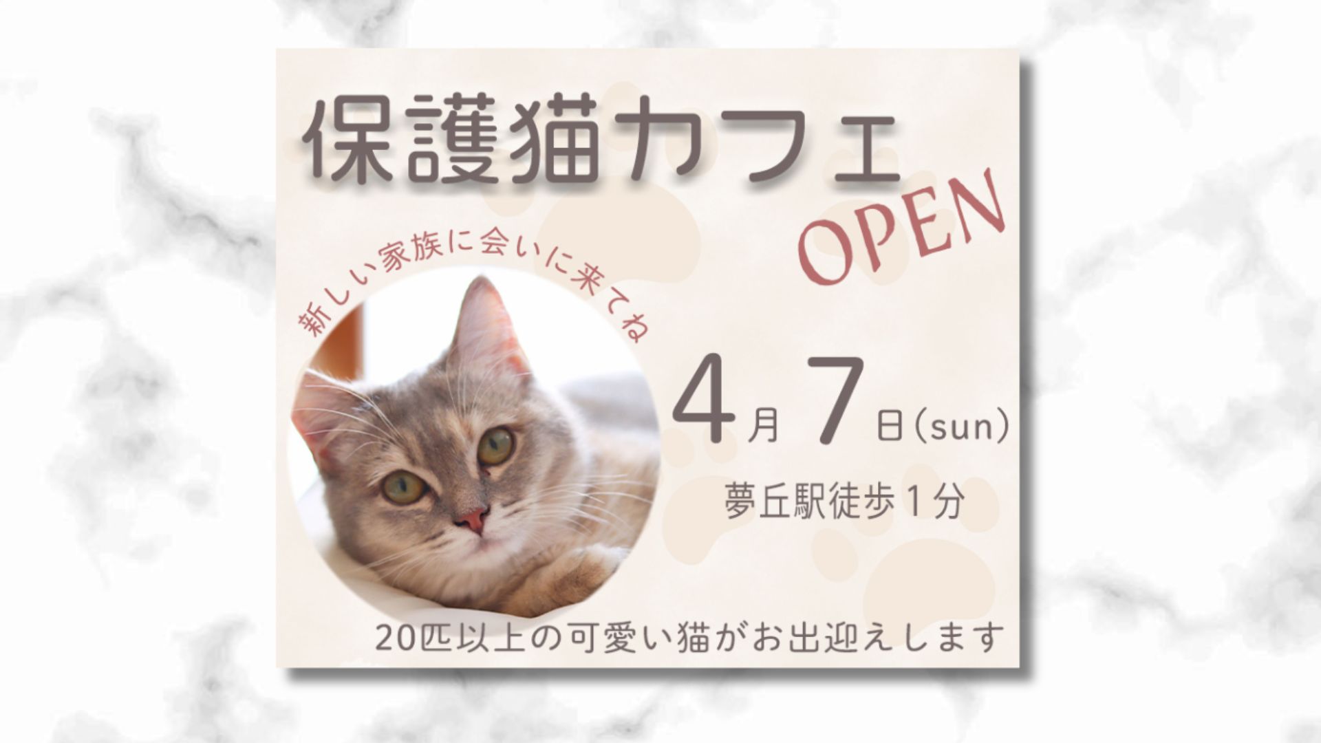 【自主制作】地域の情報サイト：保護猫カフェのオープン告知-1