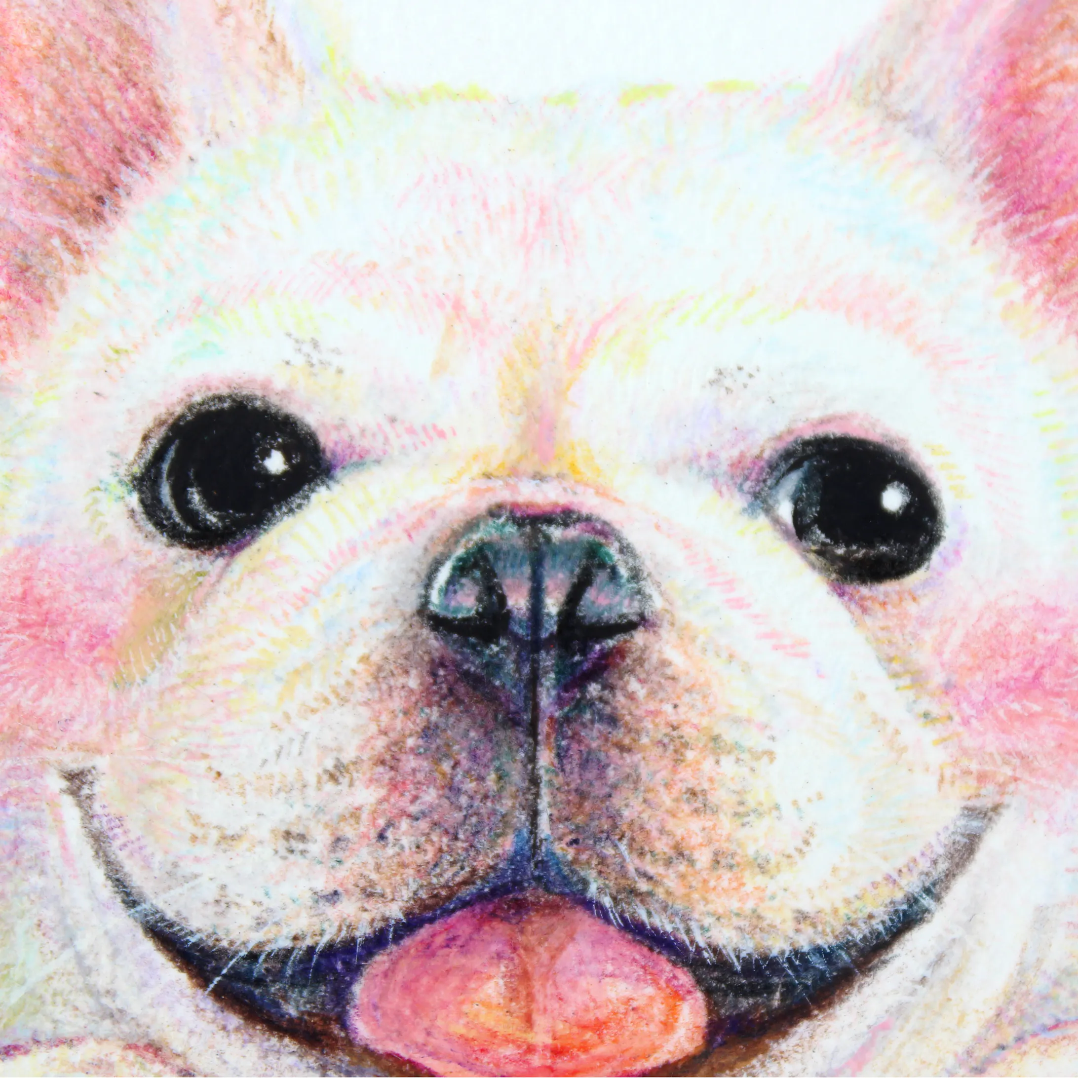 フレンチブルドッグのポルコくん 色鉛筆イラスト