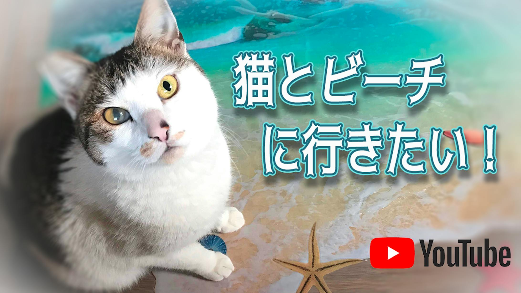 海と猫-1
