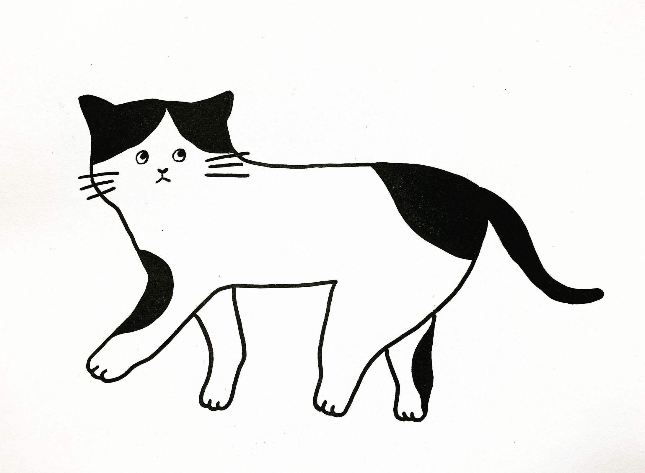 Cat cat