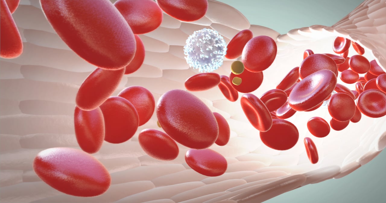 Erythrocyte　Leukocyte　Thrombocyte