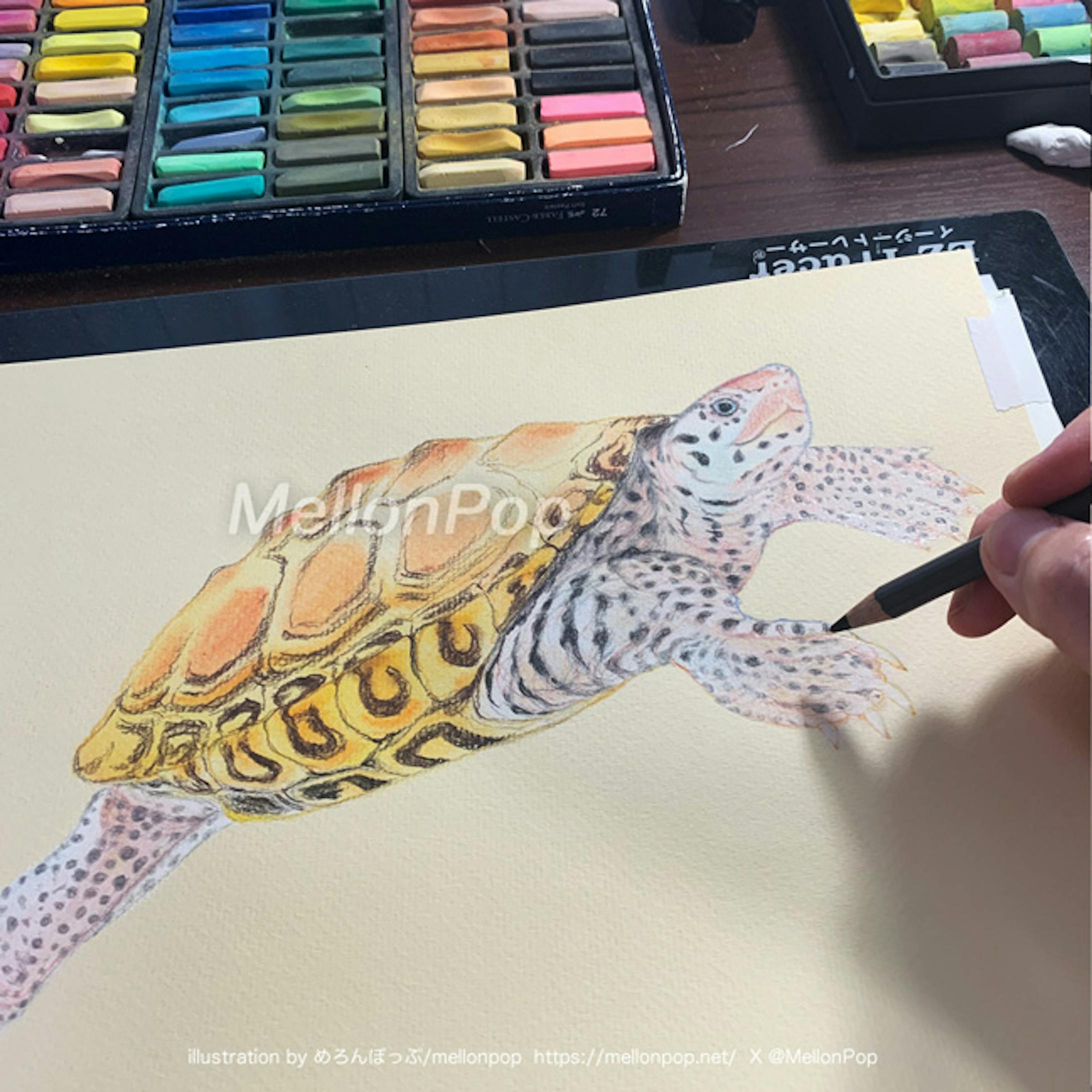 今回は、以前水族館で撮影させてもらったキスイガメの写真を元に制作。 今回は、以前水族館で撮影させてもらったキスイガメの写真を元に制作。