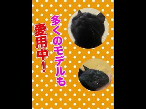 director、プロフィール