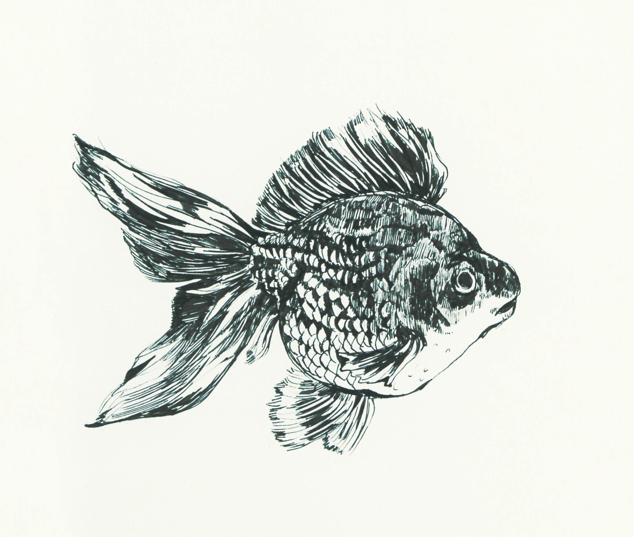 金魚_ペン画-1