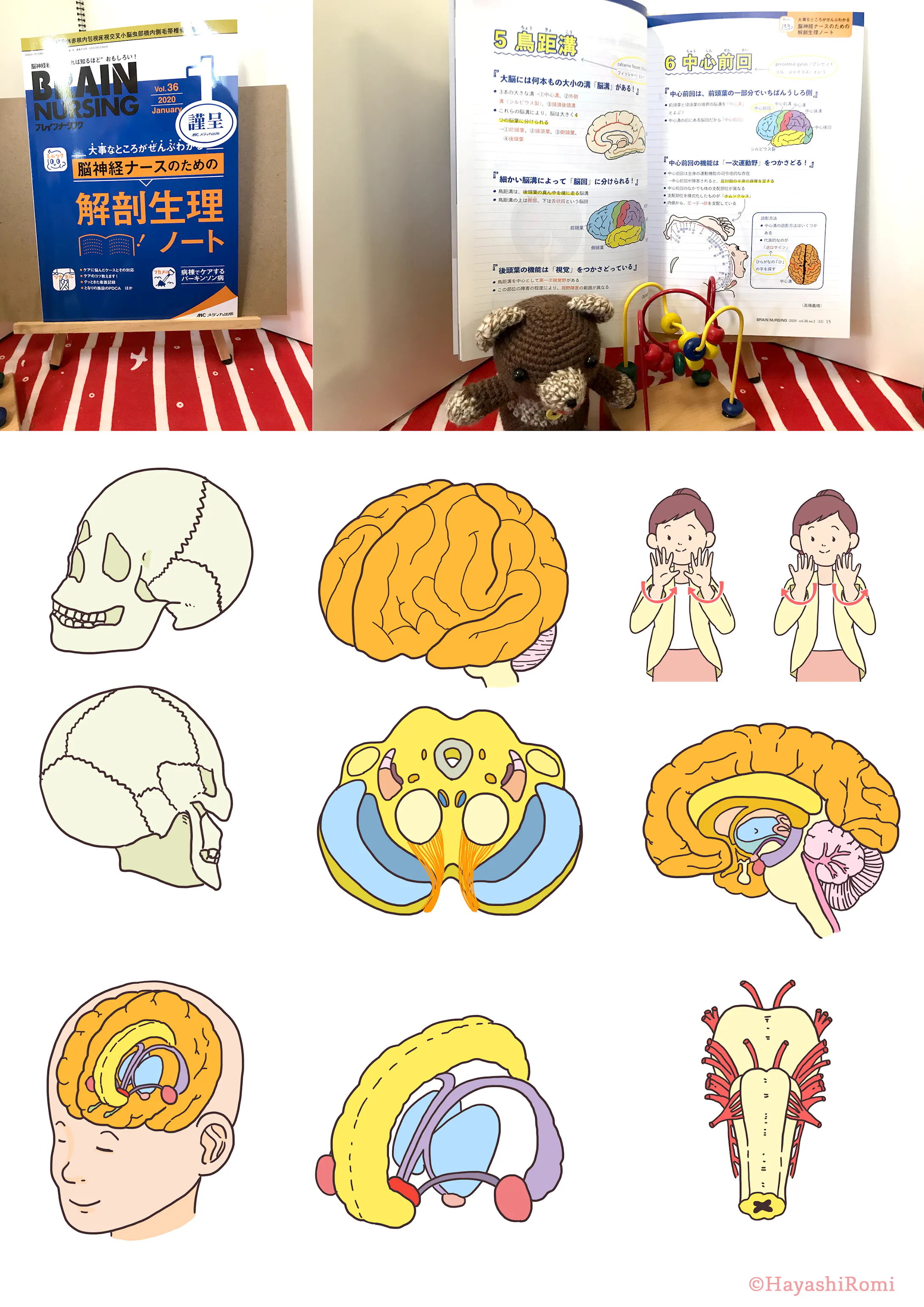 年 ブレインナーシング1月号 解剖生理ノート イラスト担当