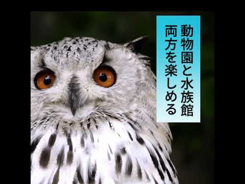 スージーナイトPV15秒　SNS広告