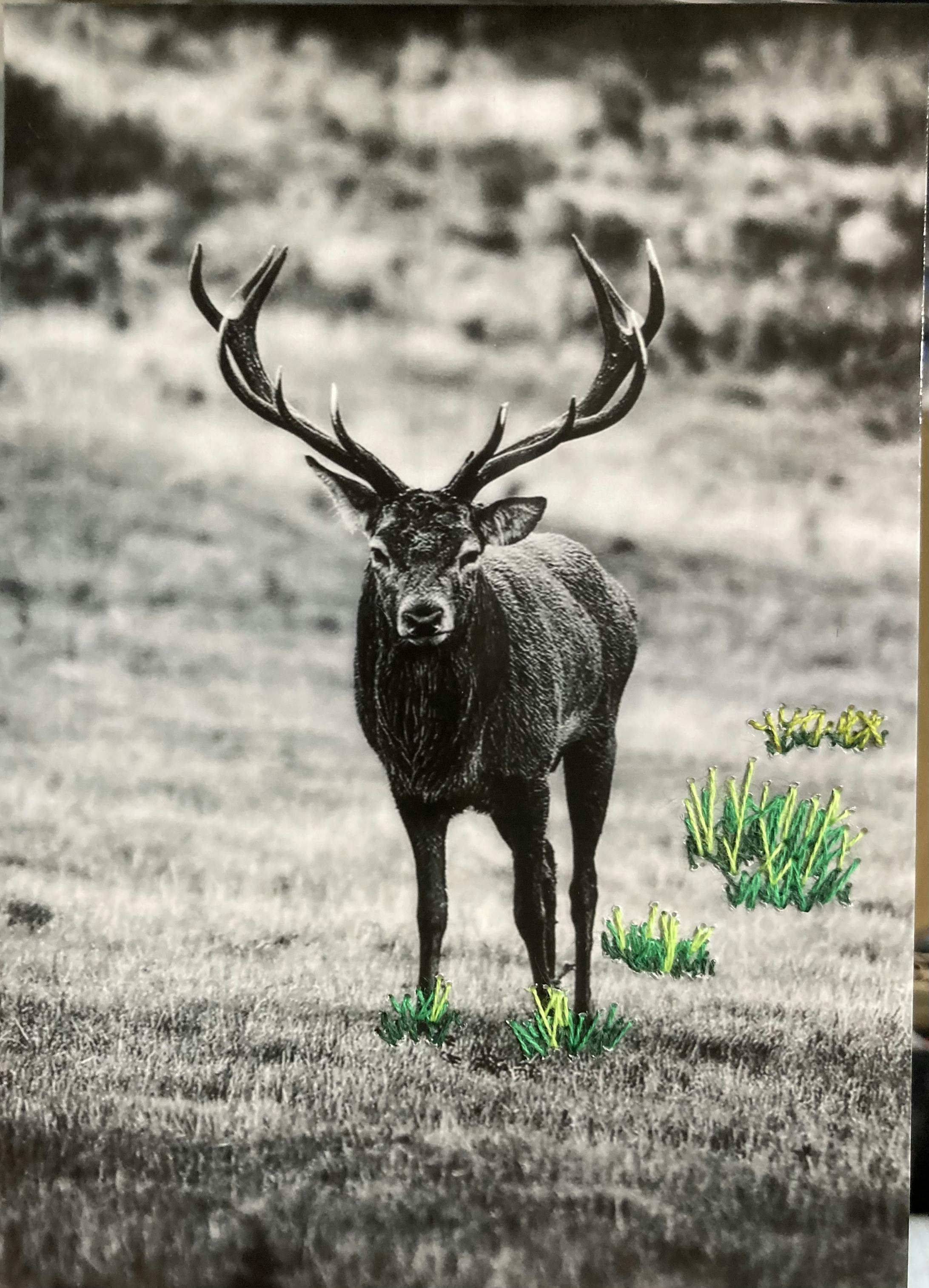 PLANTS シシガミ様