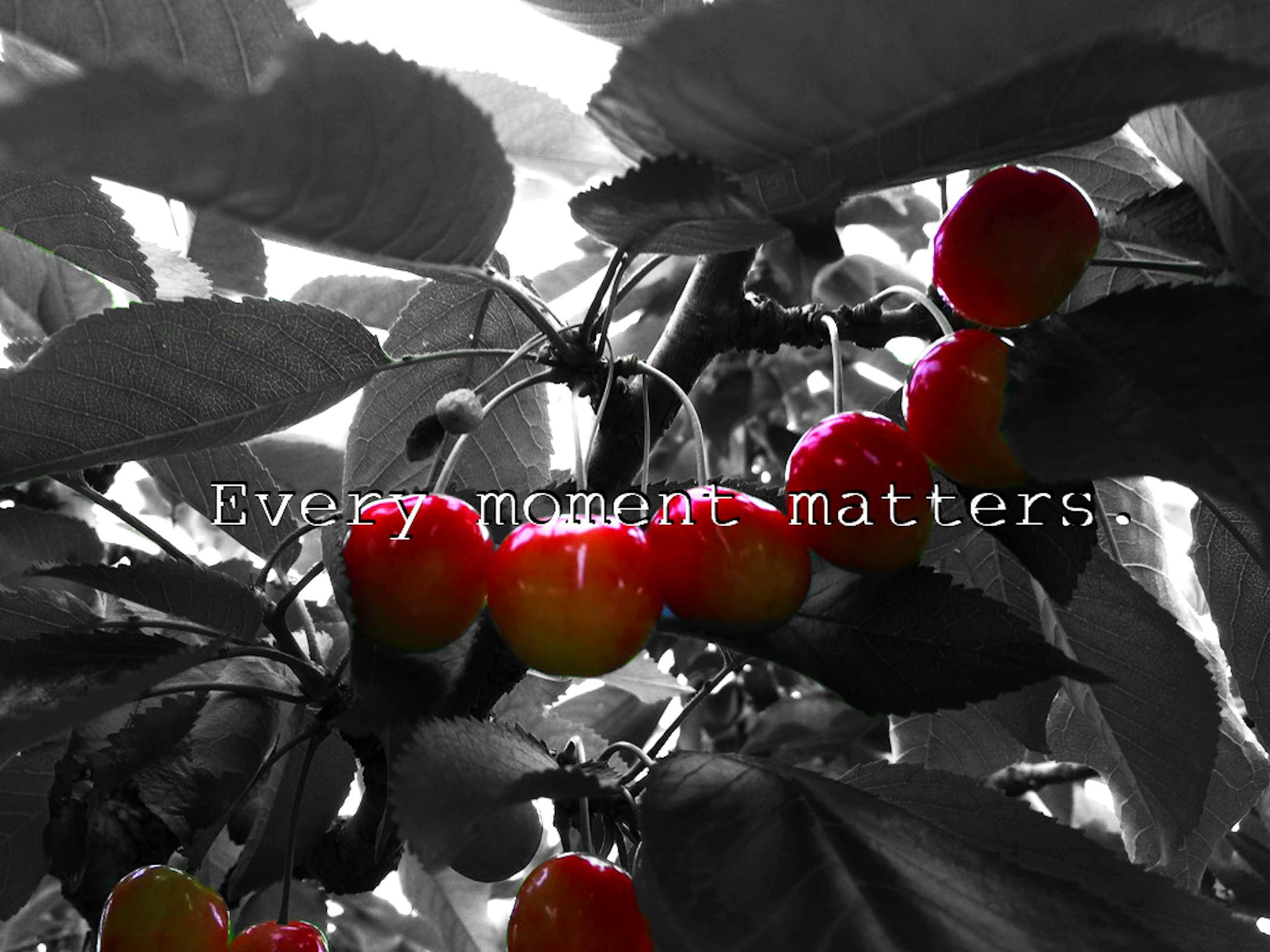 さくらんぼ-1