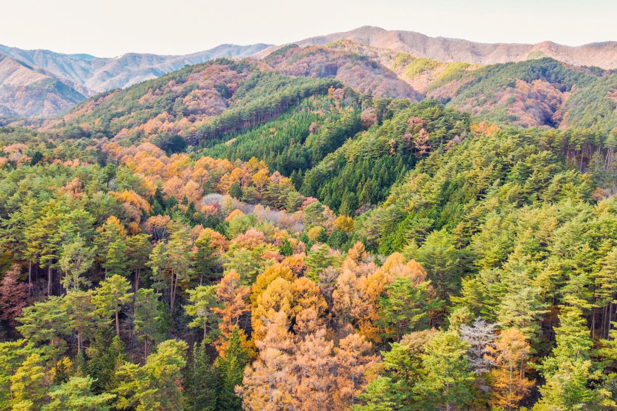 森のことは、森に聞け からだで学ぶ 森の仕事と企て / 日本仕事百貨