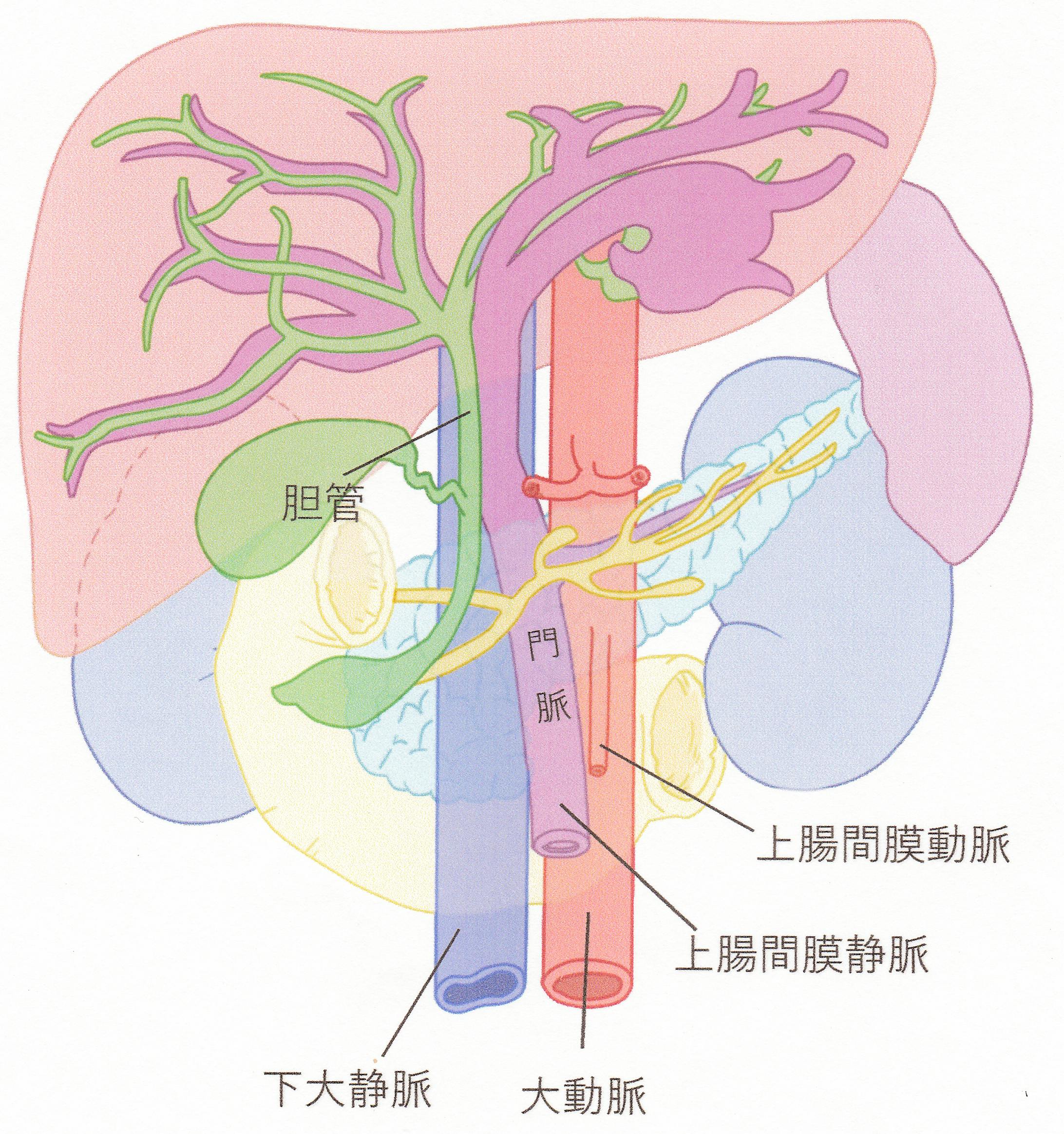 イラスト テキストの解剖図