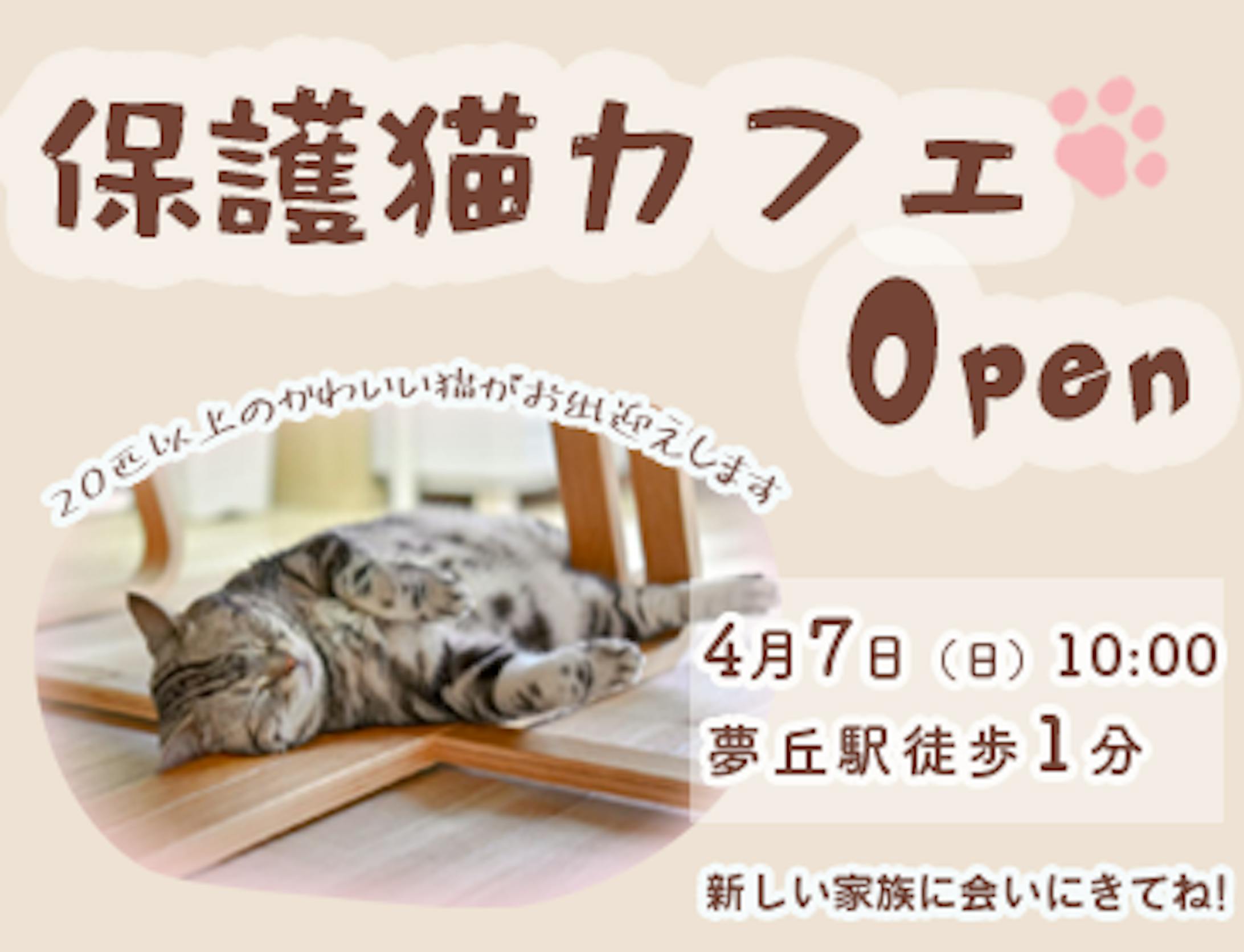 保護猫カフェ-1