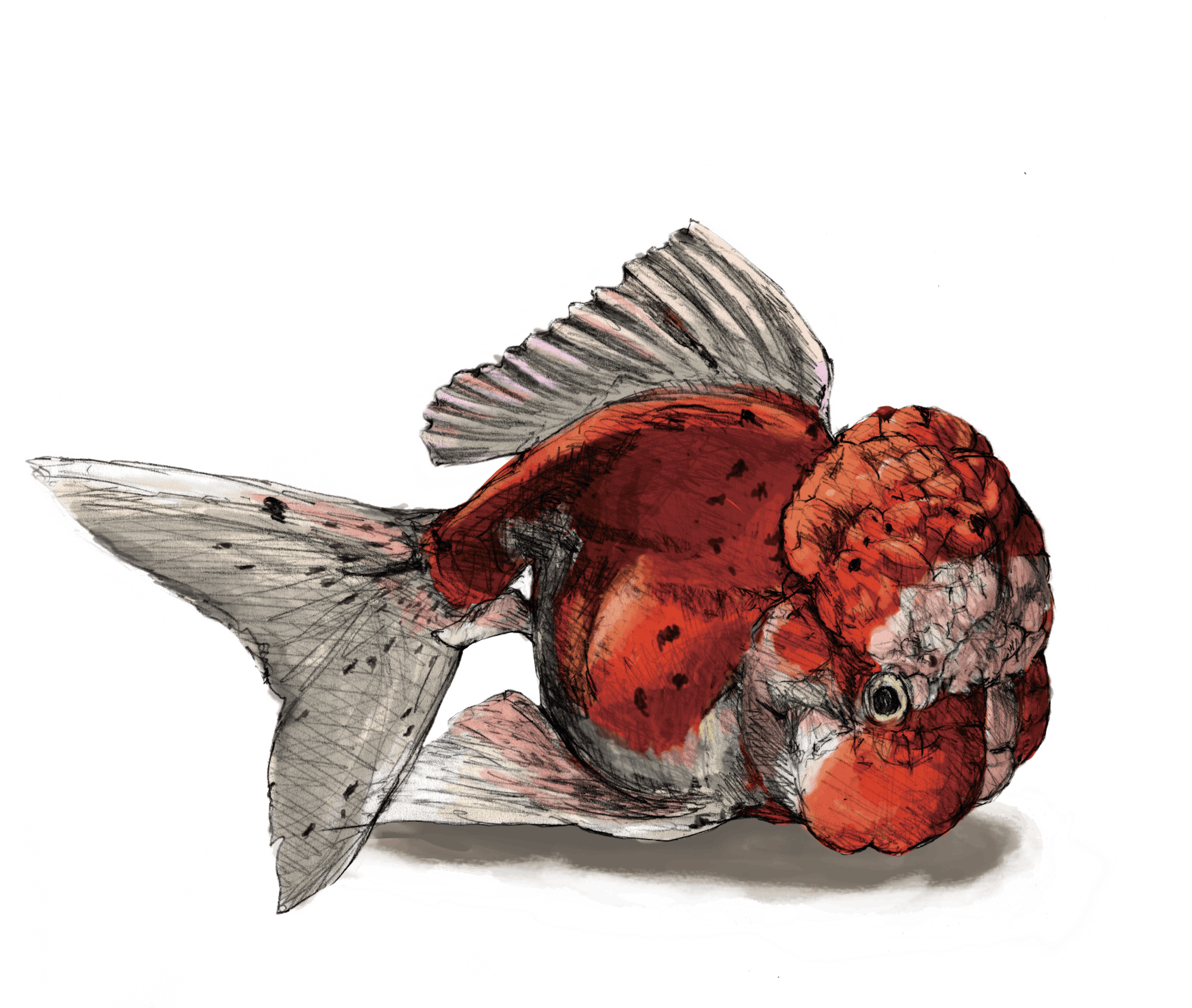 ランチュウ　スケッチ-1