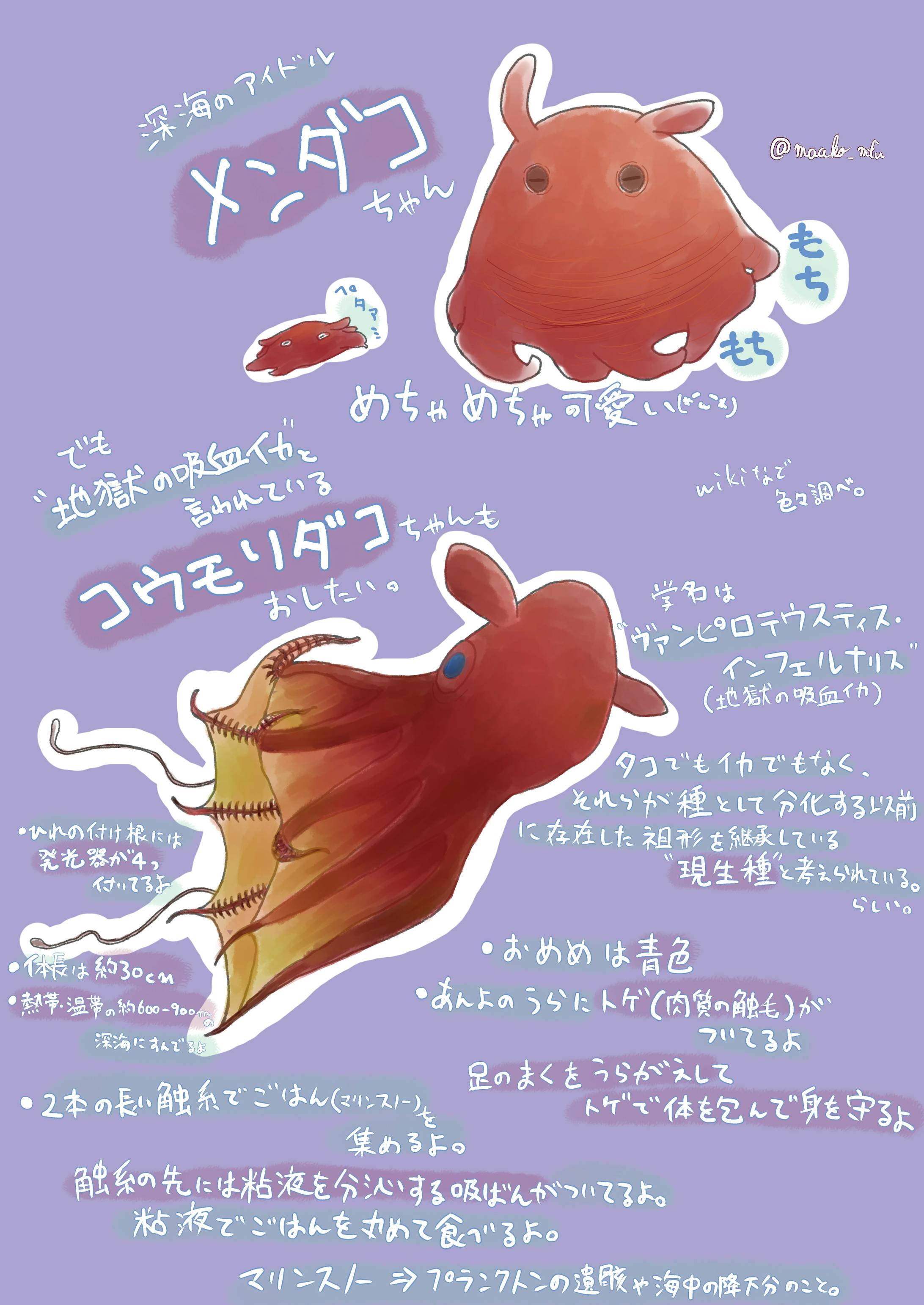 コウモリダコ解説 コウモリダコ解説