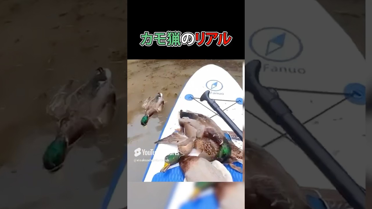 高知の猟師の鴨撃ち方法とは？ #狩猟 #カモ猟 #アウトドア #猟銃 #鴨撃ち