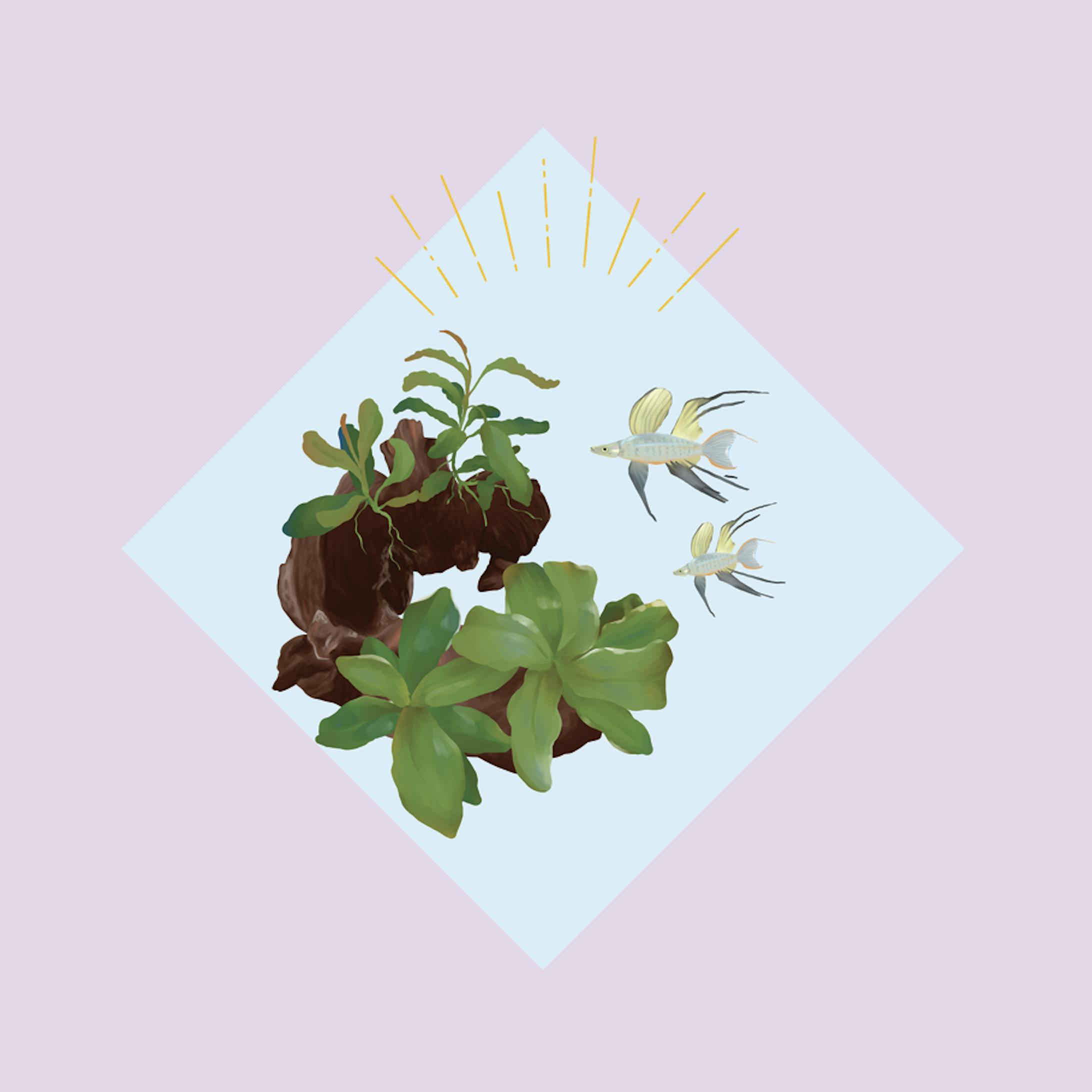 ニューギニアレインボー-1