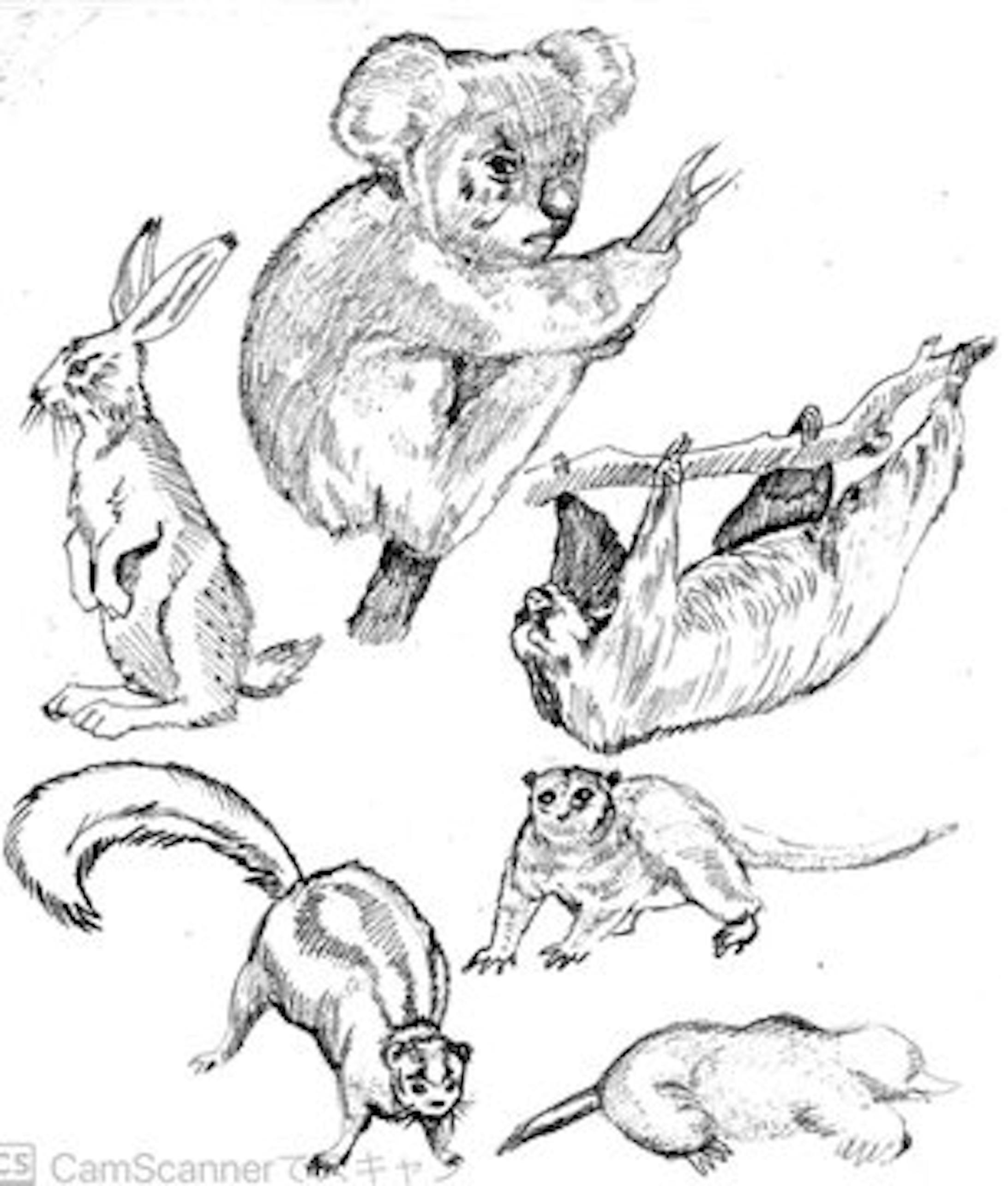 動物イラスト 動物イラスト