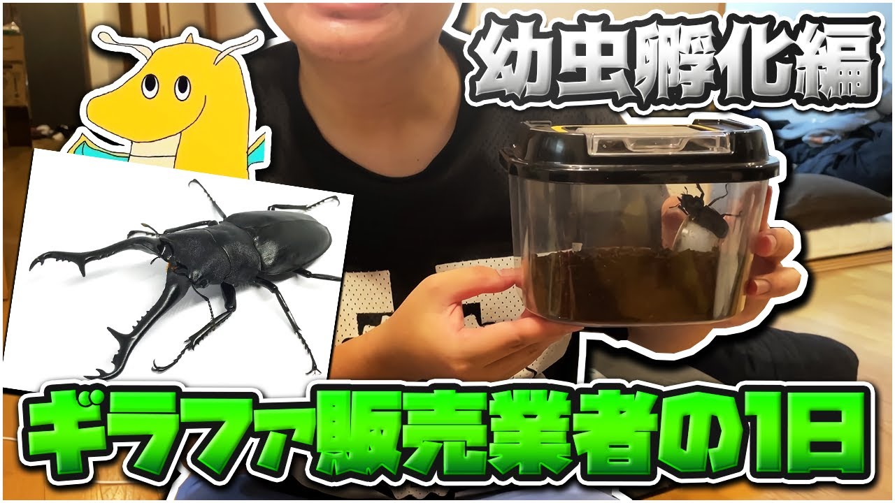 【実写】身内のクワガタ販売業者の1日に密着したら奇跡的に新たな命が生まれる瞬間に立ち合い感動してる奴居た