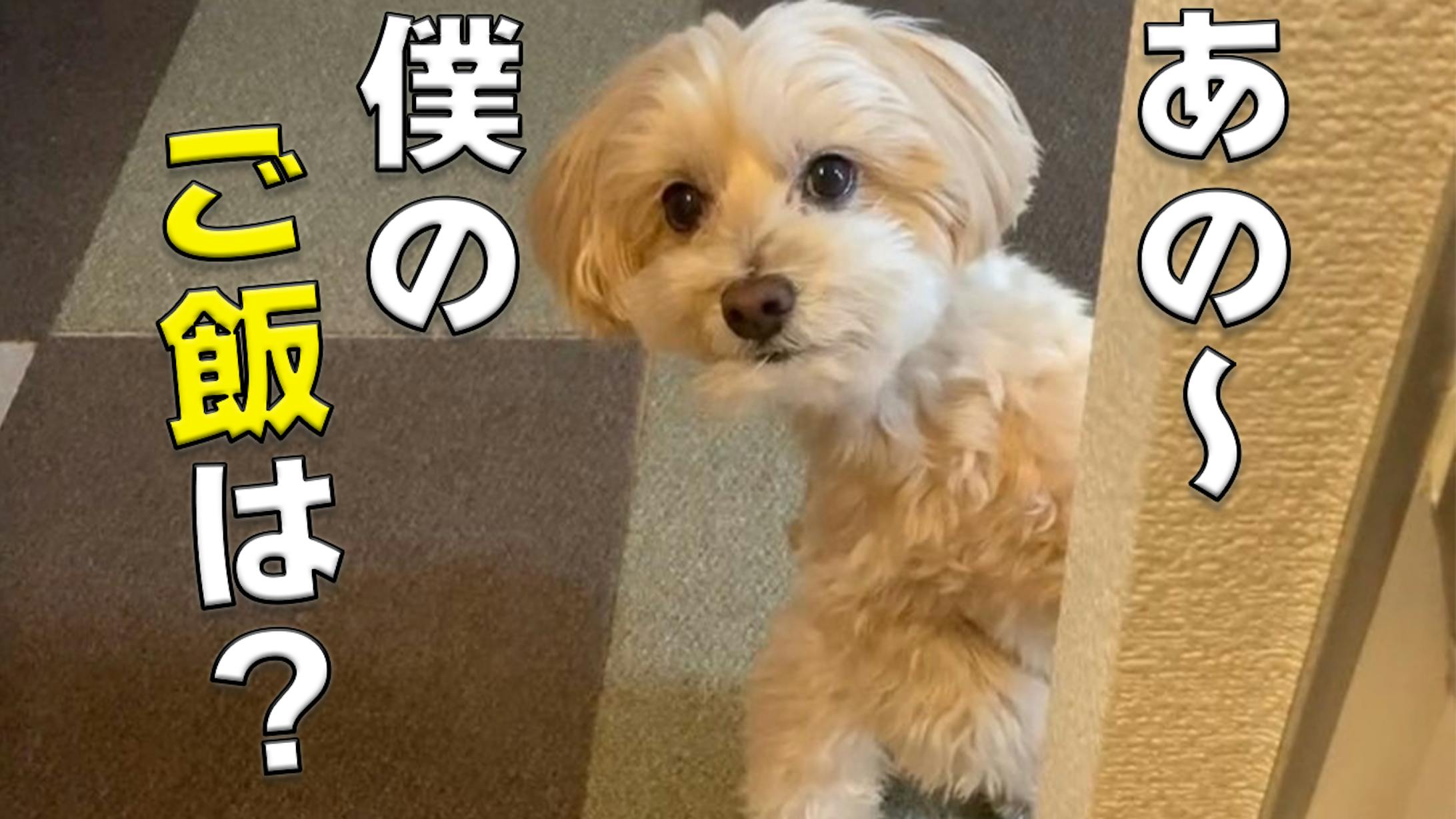 【サムネ】犬-1