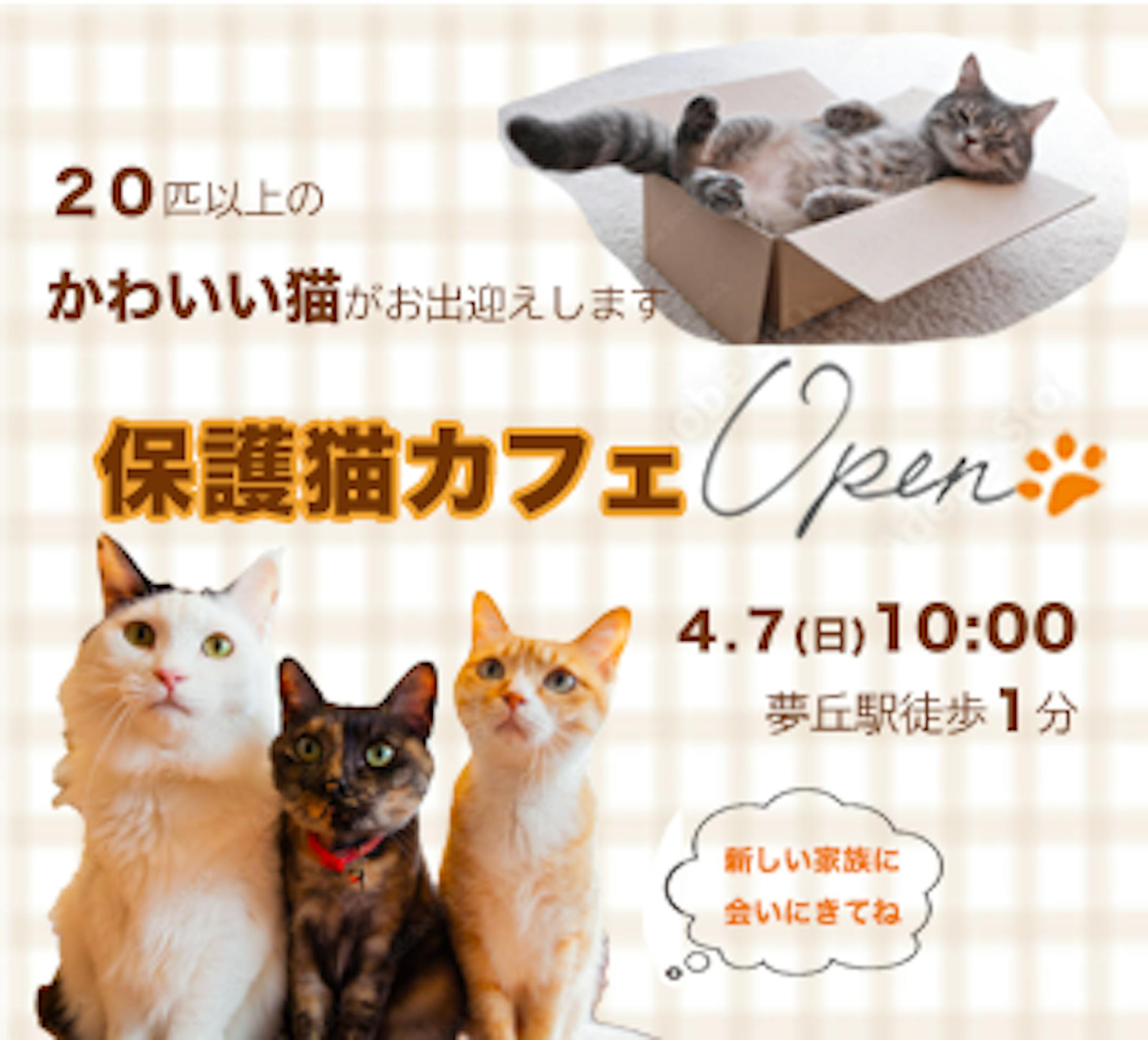 保護ねこカフェオープン告知バナー-1