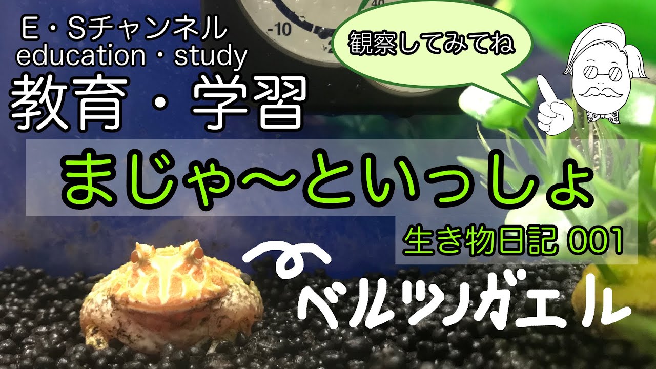 まじゃ〜といっしょ 生き物日記 No.001 ベルツノガエル日和 （ポートフォリオ用に作成した動画）