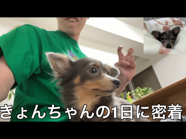 【実写】太田の愛犬きょんちゃんの1日に密着したら自宅警備デブニートドッグとして充実した生活を送っていた