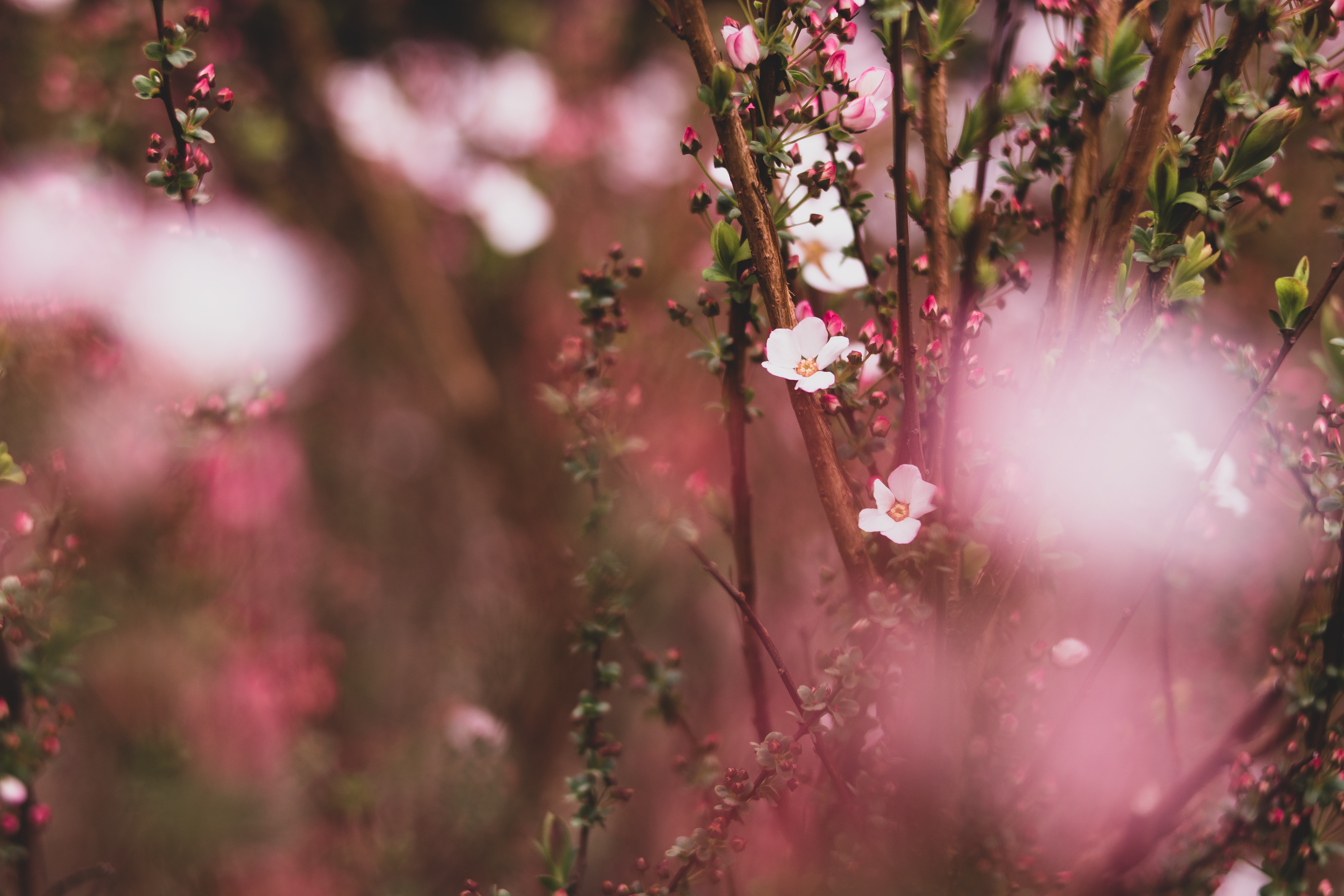 小林崇也（声優）