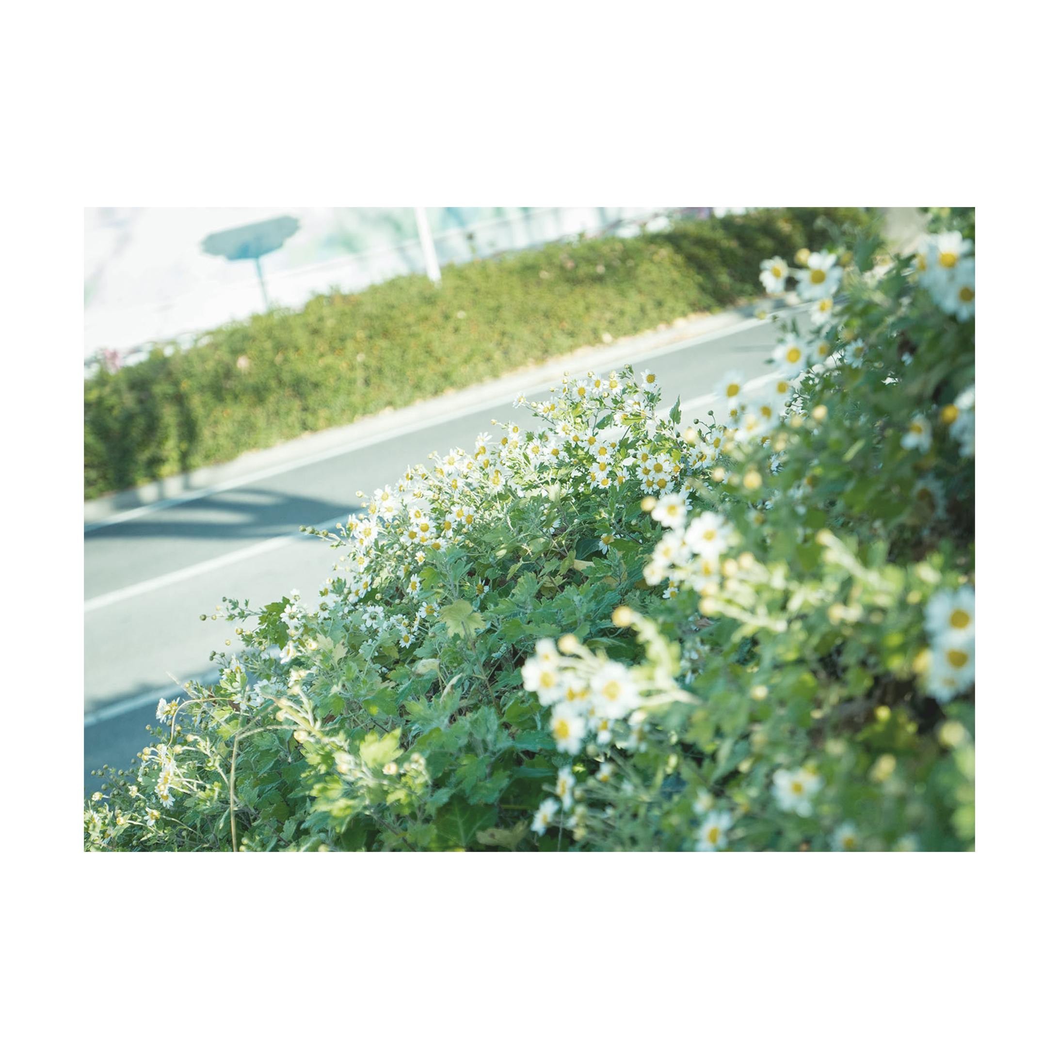 Photoshop 画像補正  花 通路-1