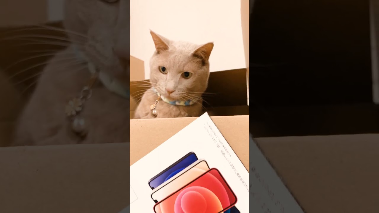 ビジネス系、voice