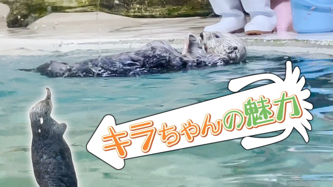 ラッコのキラちゃんに癒される動画