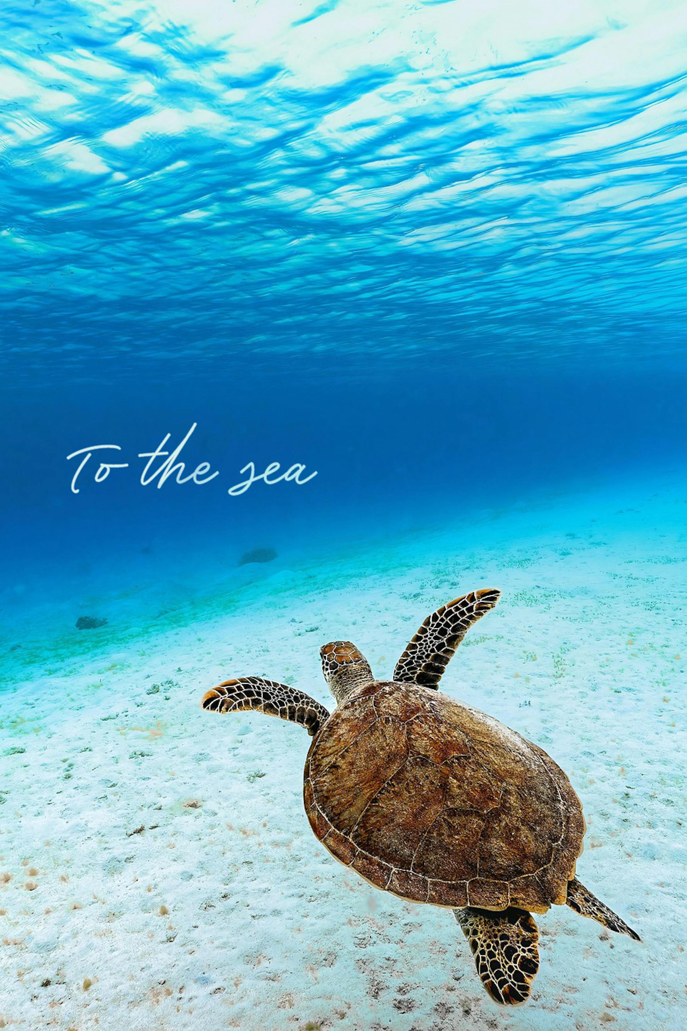 バナー：to the sea-1