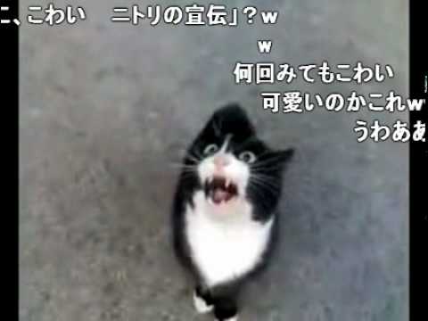 initiald、web