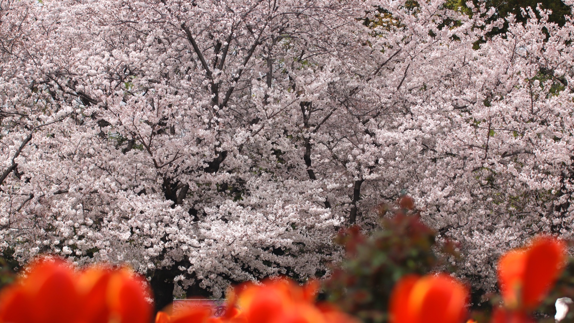 【名古屋市昭和区】名古屋の桜といえば「鶴舞公園」10枚の写真で春のワンシーンをお届け - 土庄雄平 | Yahoo! JAPAN クリエイターズプログラム