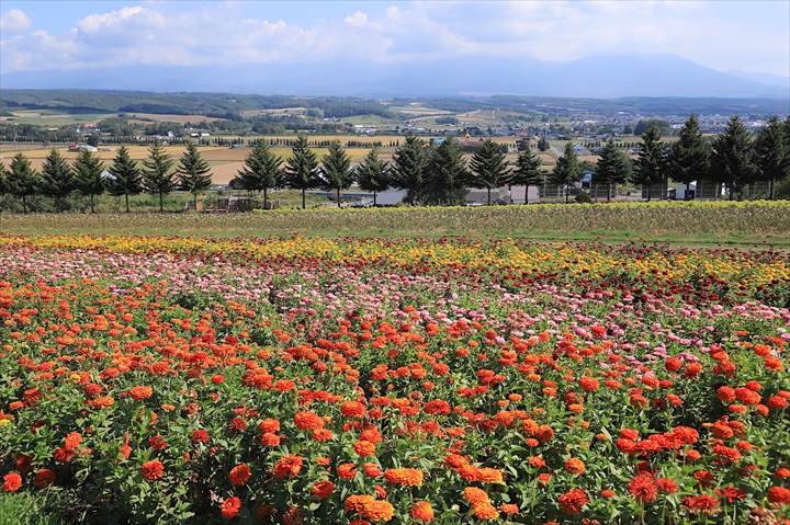 丘を彩る花々の絨毯「フラワーランドかみふらの」季節ごとの魅力・見所ポイントは？