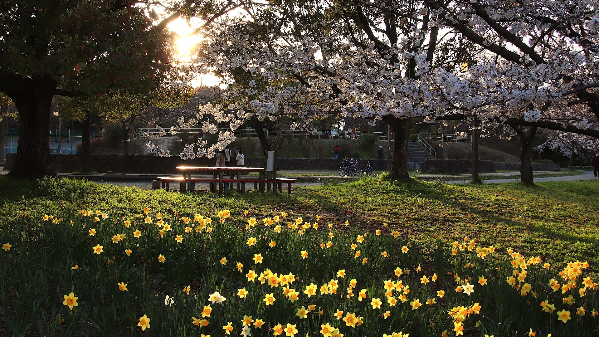 【名古屋市天白区】名古屋桜名所の穴場。夕日に照らされるドラマチックな「細口池公園」 - 土庄雄平 | Yahoo! JAPAN クリエイターズプログラム