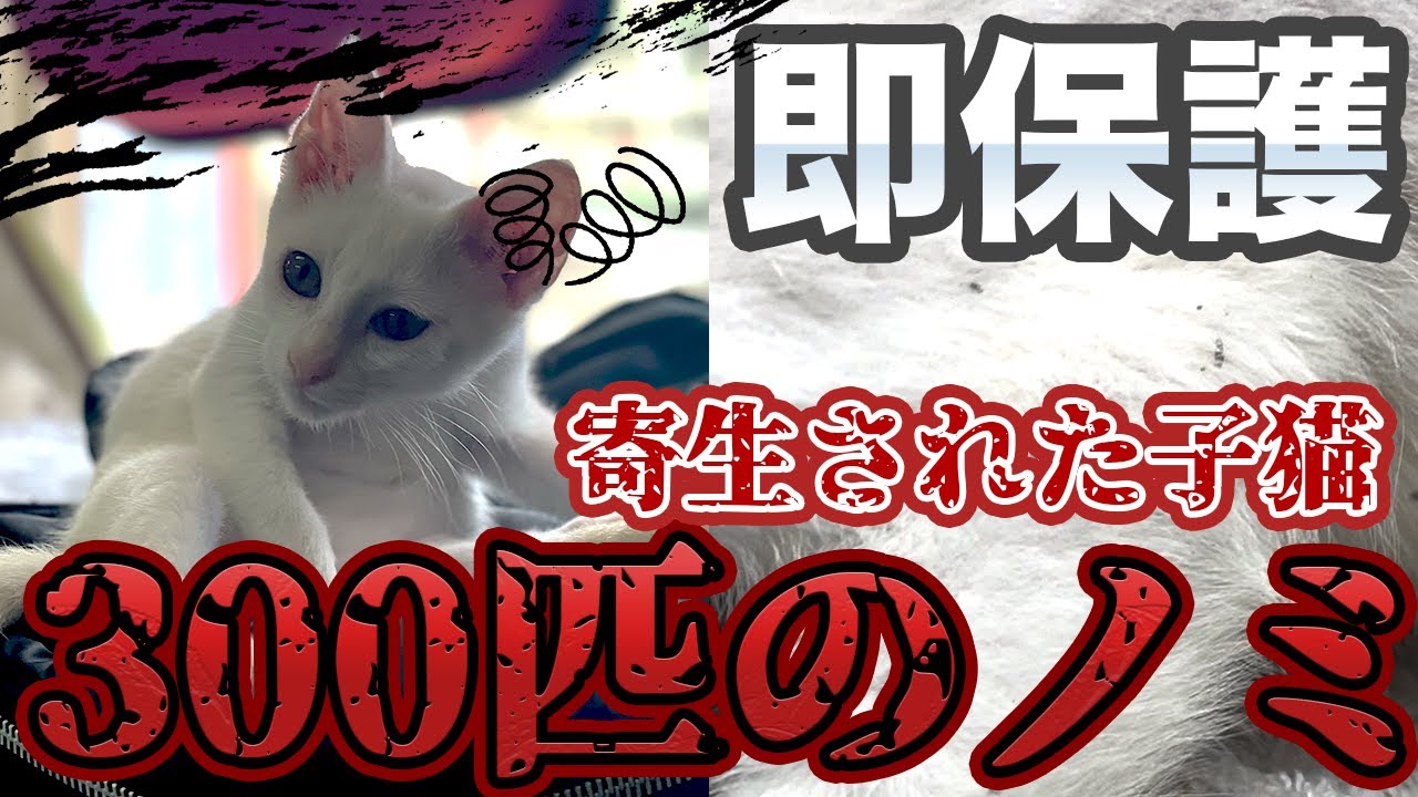 ドキュメンタリー保護猫