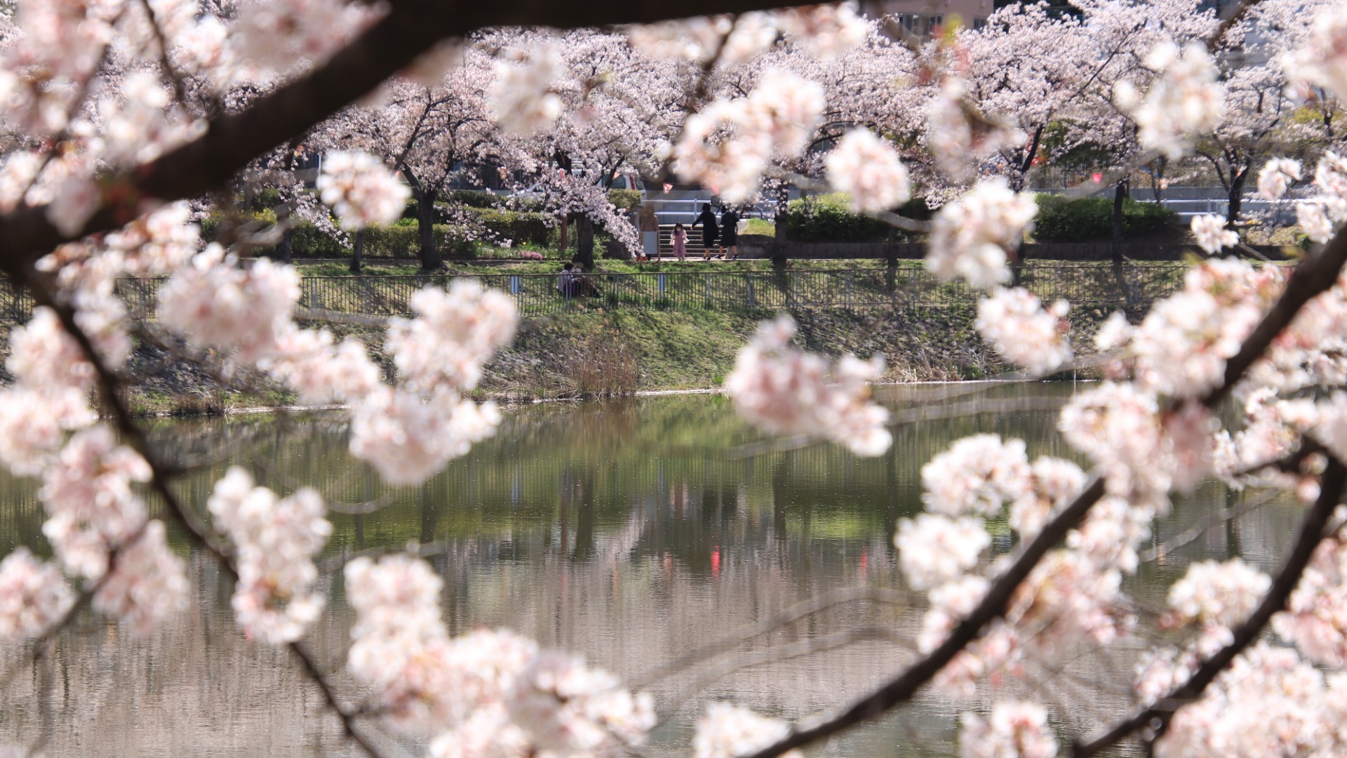 【名古屋市緑区】一周が絶景の桜並木「螺貝池公園」10枚の写真でその美しい風景をご紹介！ - 土庄雄平 | Yahoo! JAPAN クリエイターズプログラム