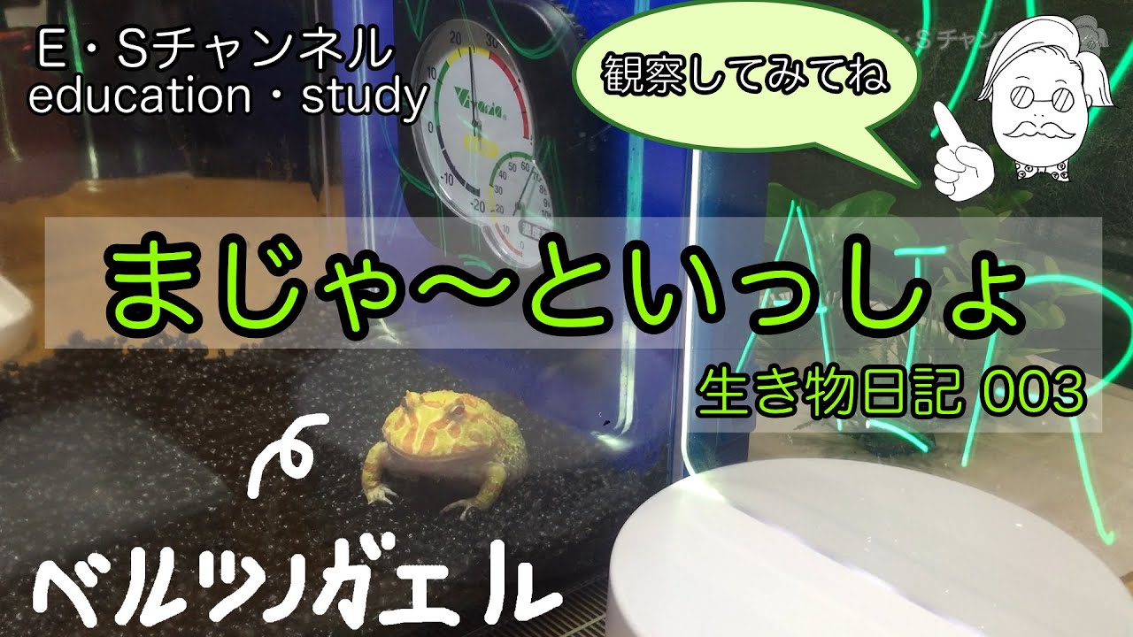 まじゃ〜といっしょ 003 ベルツノガエル