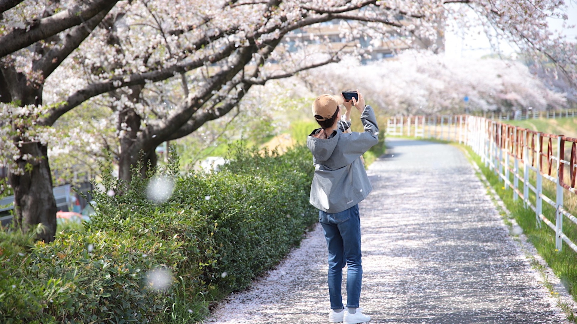 【名古屋市天白区】日常を彩るピンク色。満開の「天白川」桜のトンネルを歩いてみよう - 土庄雄平 | Yahoo! JAPAN クリエイターズプログラム