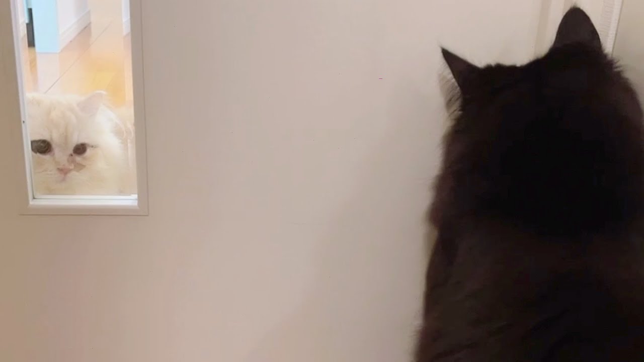 ご依頼、youtube動画