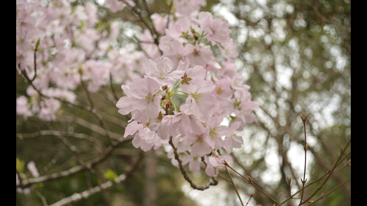 【伊勢神宮】春の風景　癒しの音　いのちの輝き
