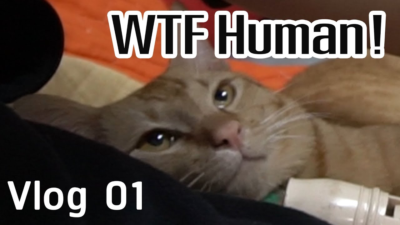 เล่นกับแมวฝากเลี้ยง : Vlog 01