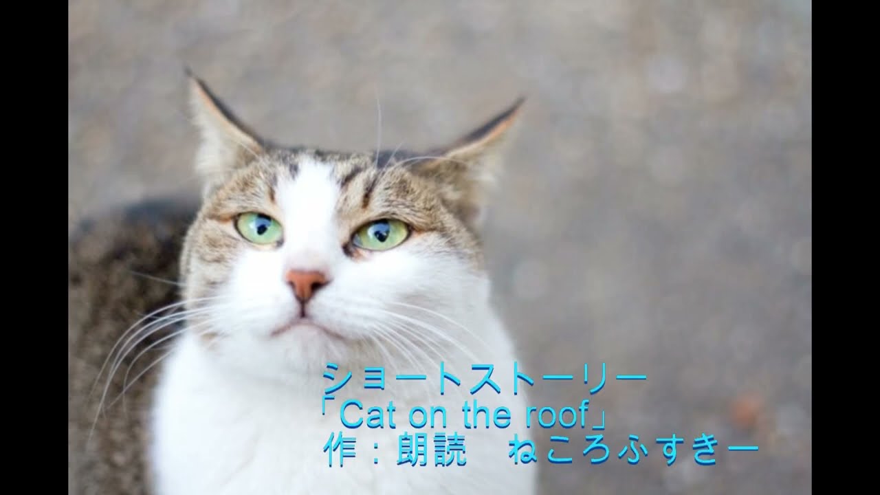 【ショートストーリー】Cat on the roof