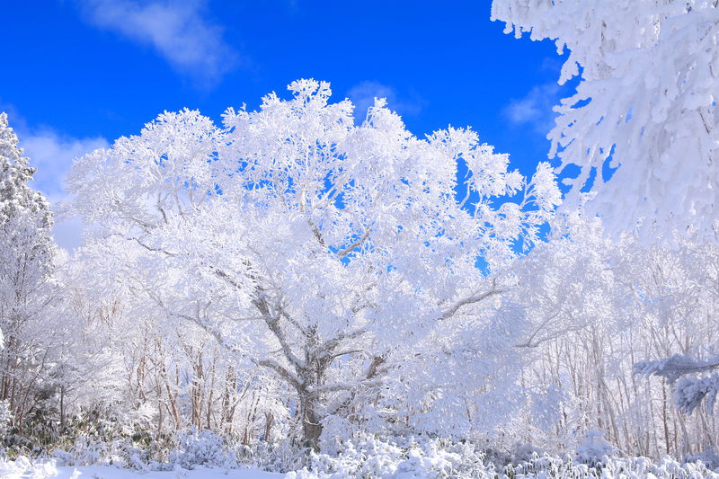 山頂に一本の氷の桜！飛騨高山「位山」に咲く奇跡の"霧氷桜" | 岐阜県 | LINEトラベルjp 旅行ガイド
