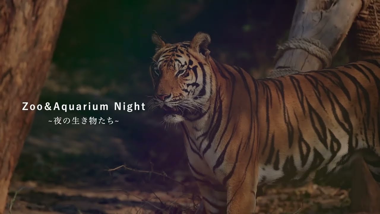 夜の動物水族園PR広告動画