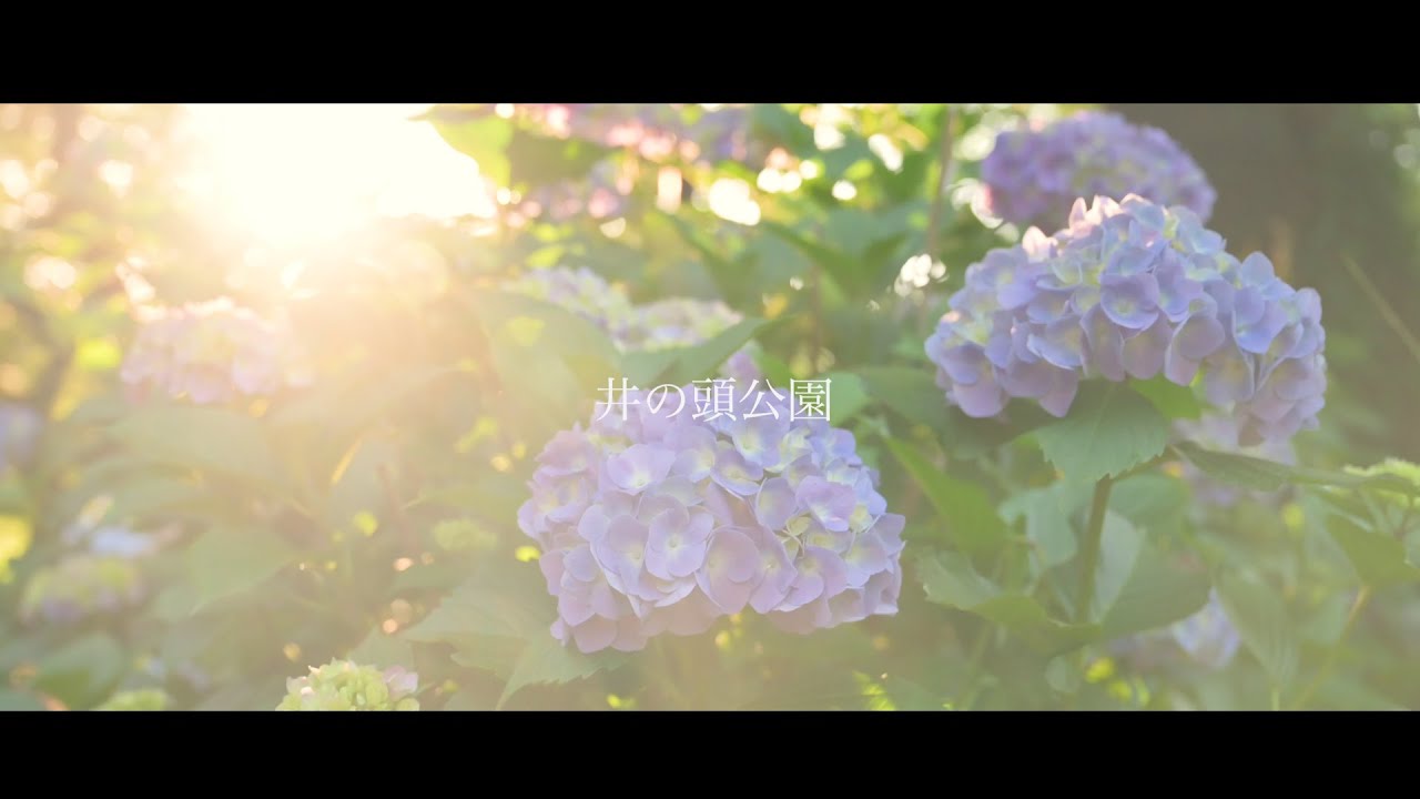 井の頭恩賜公園のプロモーションビデオ(PV)