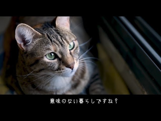 asta、dtm
