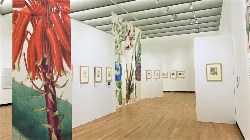美しいボタニカルアートが英国から来日。旧朝香宮邸との調和にも注目 - Sfumart