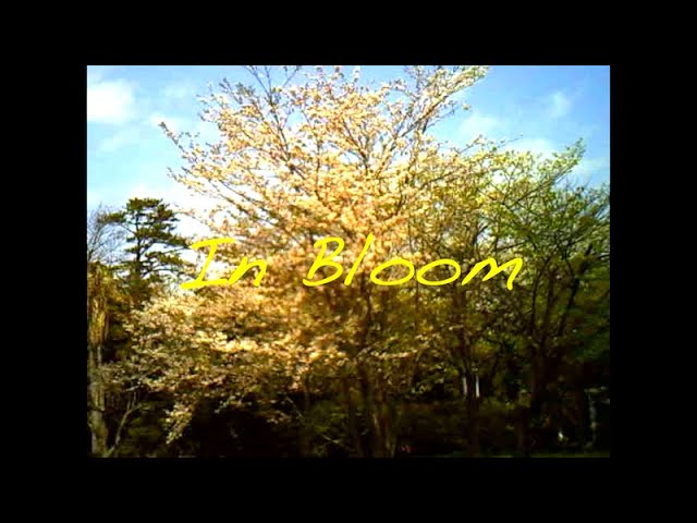 Def Set Boy$ − In Bloom −【OFFICIAL MUSIC VIDEO】