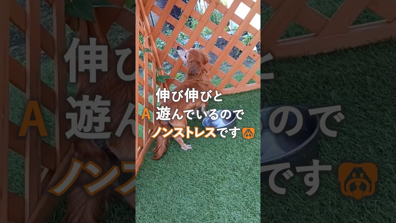 ［ペットハウス］インスタ用紹介動画